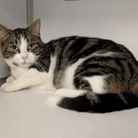 MINOU, chat à adopter