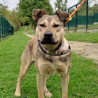 Lemon, chien à adopter