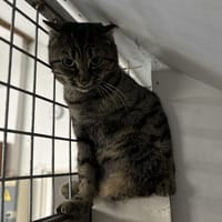 MOMICHAT, chatte à adopter