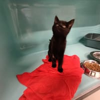 Iris, chatte à adopter