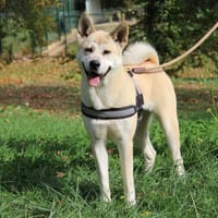 Fusa, chienne à adopter
