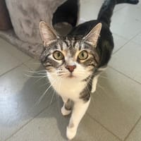 VICO, chat à adopter