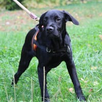 MAA 3544, chien à adopter