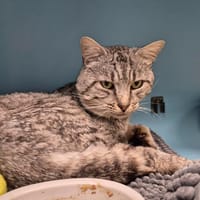 DIESE, chat à adopter