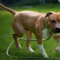 PABLO, chien à adopter