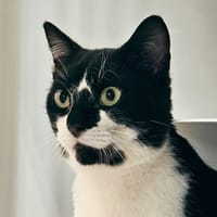 Aristo, chat à adopter