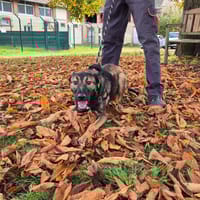 BUELL, chien à adopter