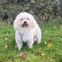 MAX OAA19871, chien à adopter