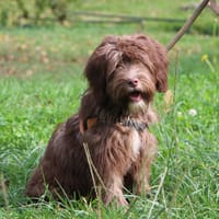 ZIGZAG, chien à adopter