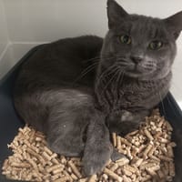 GRIBOUILLE, chat à adopter