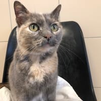 BONNIE, chatte à adopter