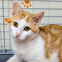 Mary [Chaton], chatte à adopter