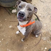 Usher, chien à adopter