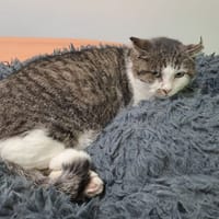 clooney, chat à adopter