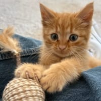 SIMON, chat à adopter