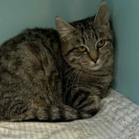 hestia, chatte à adopter