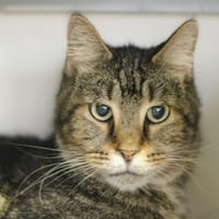 Orion, chat à adopter