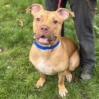 SIMBA, chien à adopter