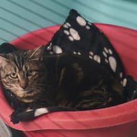 VOYAGE, chat à adopter