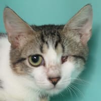 Tao, chat à adopter