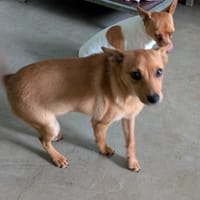 melo, chien à adopter