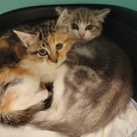 Jazzy, chatte à adopter