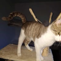 DARWIN, chat à adopter