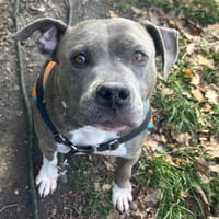 POUPSIE OAA19872, chienne à adopter