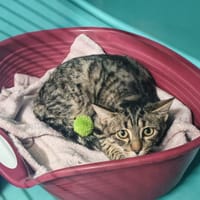 WAGON, chat à adopter