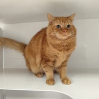 CURLY, chat à adopter