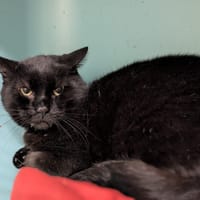 BLACKY, chat à adopter