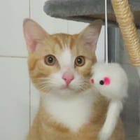 Gabriel, chat à adopter