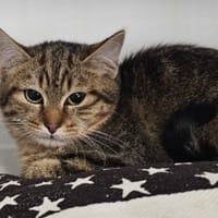 EDWIGE, chatte à adopter
