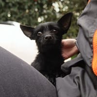 Hai, chienne à adopter