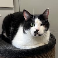 TIBO, chat à adopter