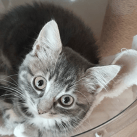 GOUDALE, chatte à adopter