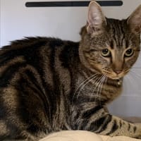 EIWAR, chatte à adopter