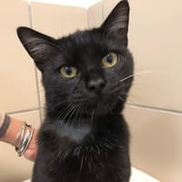HARLEY, chat à adopter
