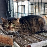 PONGO, chat à adopter