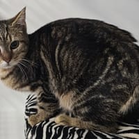 PRIMA NOCTA, chatte à adopter