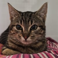 EDA, chatte à adopter