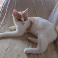 SYDNEY, chatte à adopter