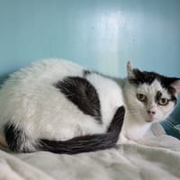 MIMI, chatte à adopter