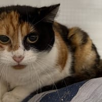 BLAIR, chatte à adopter
