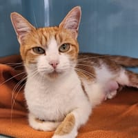 MENTHE C, chatte à adopter