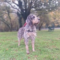 BOURVIL, chien à adopter