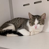 CAPRICE, chatte à adopter