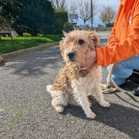 CHARLOTTE, chienne à adopter