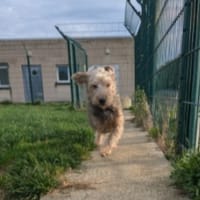 LOULOUTE, chienne à adopter