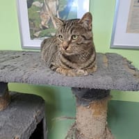 ziggy, chat à adopter